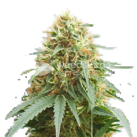 Pineapple Express Feminized Seeds Weedseedsexpress