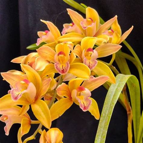 ORQUÍDEA CYMBIDIUM JOAN TYLOR MILLION KISS PENDENTE JOVEM ORQUIDEA