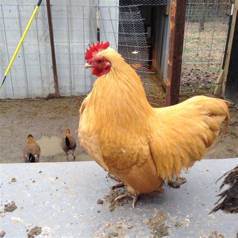 Dodger The Buff Orpington Bantam Backyard Chickens Learn How To