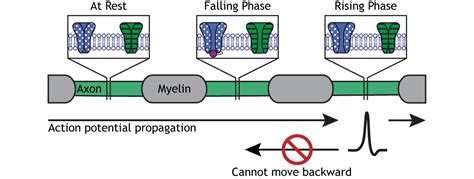 Action Potentials Foundations Of Neuroscience