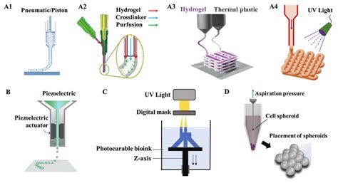 Bioprinting Technologies For Bone Tissue A Extrusion Based