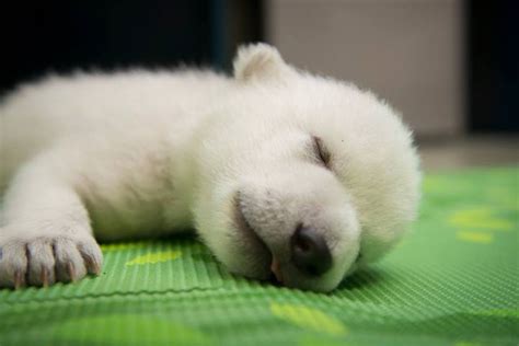 Baby Polar Bear Born at Columbus Zoo Gets a Name Selected by a Public Vote