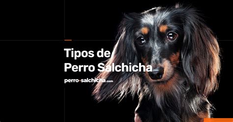 Tipos De Perros Salchicha Pelo Color Y Tama O