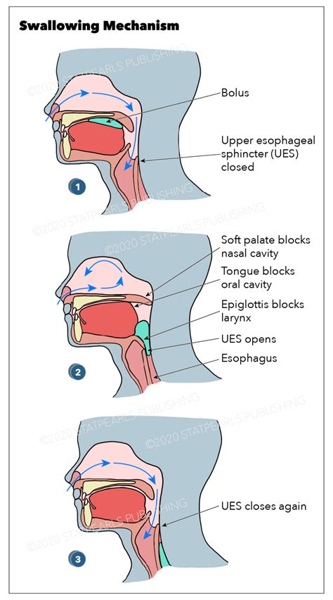 Physiology Swallowing StatPearls NCBI Bookshelf