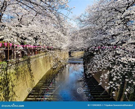 Flor De Cerejeira Branca Bonita Ou Flor Completa De Sakura No Meguro