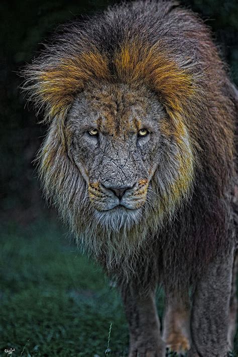 The Old Lion Photograph by Chris Lord - Pixels