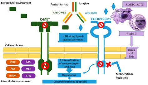 Cancers Free Full Text Resistance To Tkis In Egfr Mutated Non Small