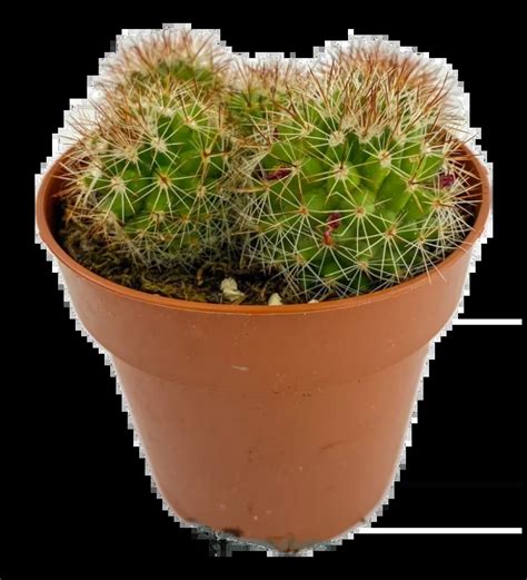 Cuidados Y Recomendaciones Sobre Cactus Suculentas Cactus Y Plantas