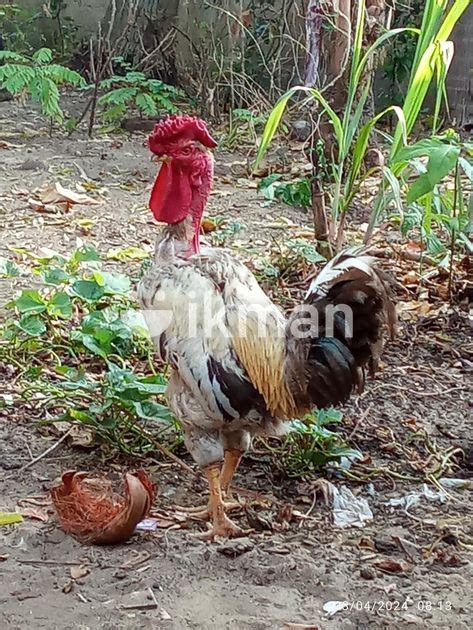 Red Naked Neck Rooster For Sale In Negombo Ikman