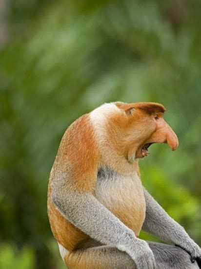 Alpha Male Proboscis Monkey In Territorial Stance Sabah Borneo