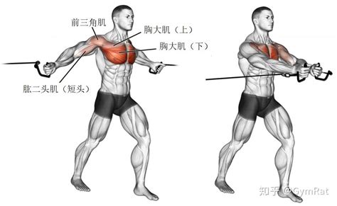 【胸部】经典训练动作 图解 知乎