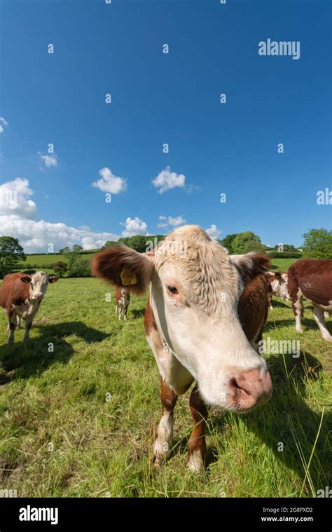 Hereford beef cattle Stock Photo - Alamy