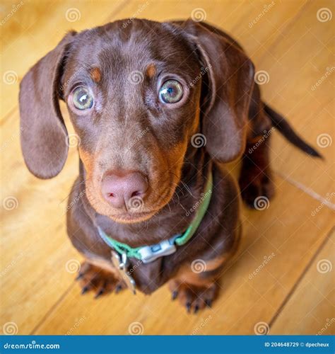 Miniature Chocolate Dachshund Puppy Dog Stock Image - Image of cute, doxie: 204648729