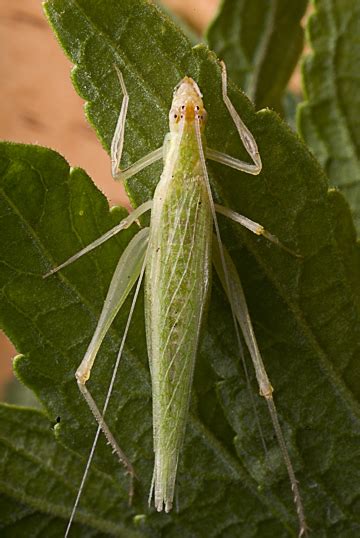 Snowy Tree Cricket Oecanthus Fultoni Bugguide