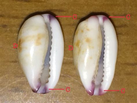 20 ツマムラサキメダカラ Asaによるビーチコーミングとクワガタ標本の日記