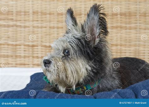 Scruffy Dog Royalty Free Stock Photography - Image: 6727407