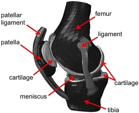 Whole Knee Joint Finite Element FE Modeling Mobile Biomechanics Lab