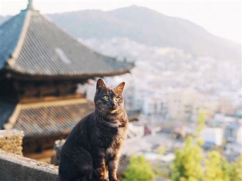 猫のまち・尾道で見つけた洋館「せとうち 湊のやど」へ【もろんのんが切り取る景色vol 12】｜るるぶandmore