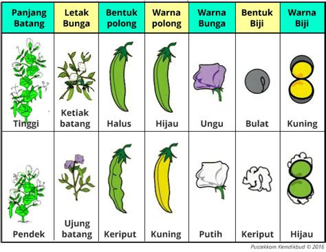 Hukum Mendel 1 Dan 2 Genetika