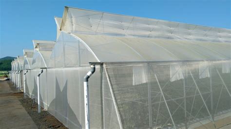 Hydroponic Trellised Melons Greenhouse System Horti Generation