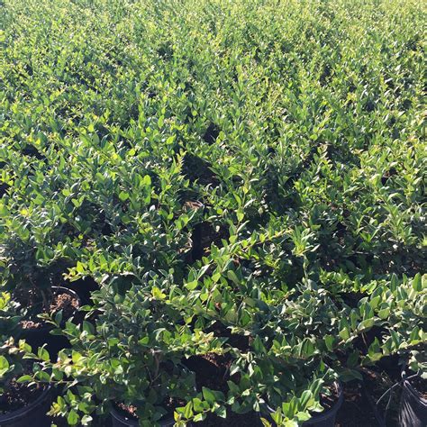 Ligustrum Waxleaf Privet Yardwork