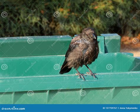 Black Raven Crow Sitting Alone On A Trash Can On A Sunny Day Stock