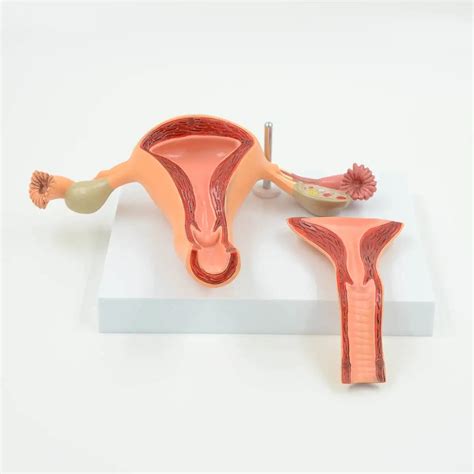 Part Anatomical Healthy Human Female Uterus Ovary Model Women Medical