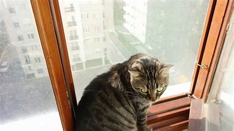 Kedi Teli Kediler I In Pencere Teli Cat Safety Window Wire Youtube