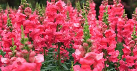 Snapdragons Care: How To Grow Snap Dragon Flowers