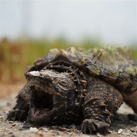 Fantastic Types Of Snapping Turtles All Turtles