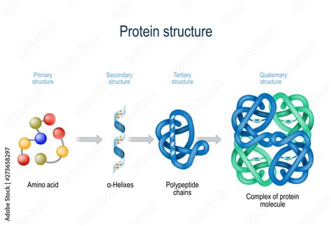 Levels Of Protein Structure From Amino Acids To Complex Of Protein Molecule Stock Vector