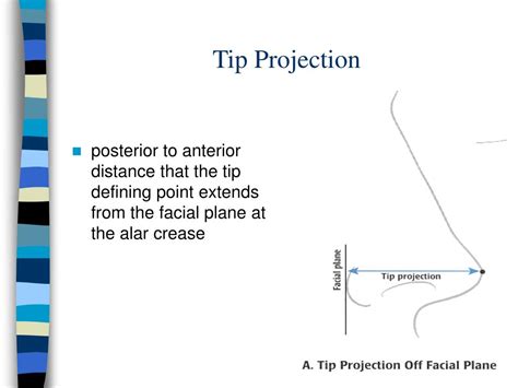 Ppt Anatomical Approach To Rhinoplasty Powerpoint Presentation Free