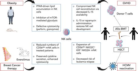 Frontiers Inflammatory Driven Nk Cell Maturation And Its Impact On