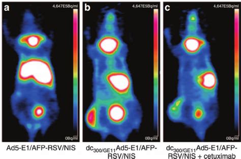 The In Vivo Images Of EGFR Specific Accumulation By 124I PET Tracking