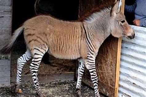 Meet The Zonkey A Zebra Donkey Hybrid