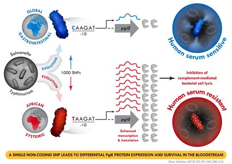 Graphical Abstracts Eliza Wolfson