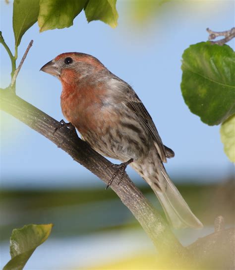 Birds: House Finch