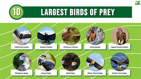 The Top 10 Largest Birds of Prey Across the WorldA-Z Animals