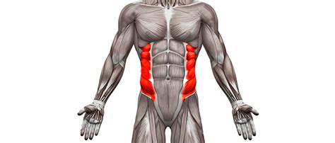 Músculo Oblicuo Interno Del Abdomen Anatomía Funcional Y Ejercicios