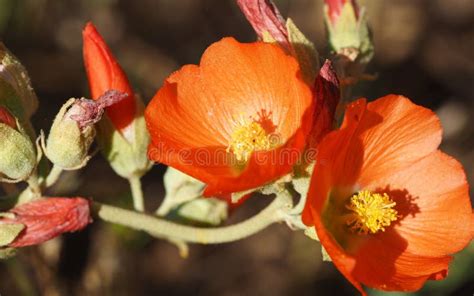 Orange Standard Und Teile Der Globemallow Anlage Breitbildformat