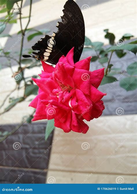 3518 Red Rose Butterfly Photos Free And Royalty Free Stock Photos From