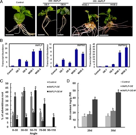 The Gravity Signal Plays A Key Role In Setting The Adventitious Root