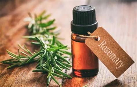 बालों के लिए रोजमेरी तेल के फायदे व उपयोग Rosemary Oil For Hair