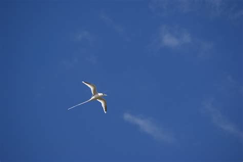 Images Gratuites La Nature Oiseau Aile Nuage Ciel Blanc Vent