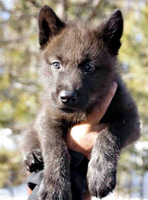 Colorado Wolf And Wildlife Center Male British Columbian Tundra Wolf