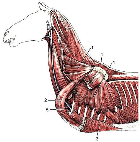 Part 2: Extrinsic Muscles and Associated Structures – Dissection Lab ...