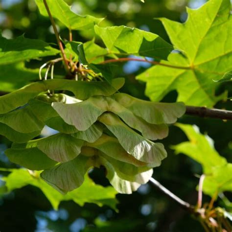 Jedle bělokorá Abies alba Naturhelp cz