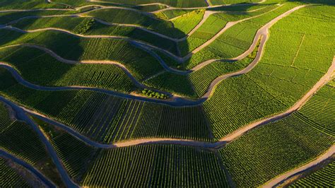 Bing Hd Wallpaper Jul 27 2024 Vineyards In The Mosel Valley