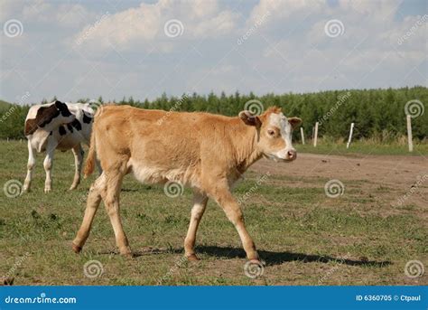 Cow Walking Stock Image Image Of White Grassland Farm 6360705