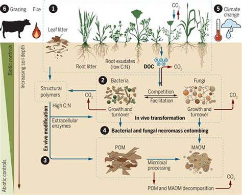 植物所科研人员在science上发表草地土壤碳固存综述文章 中国植物学会